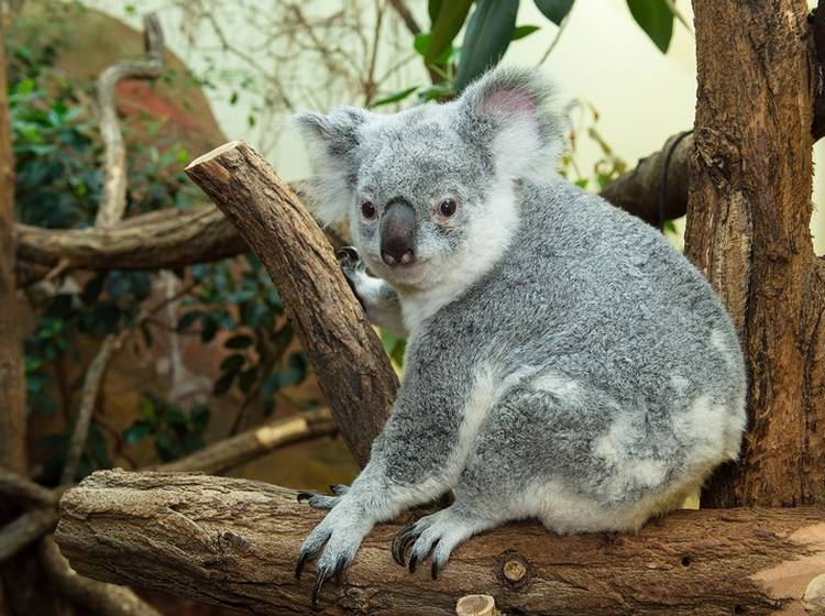 Koala-Weibchen im Zoo Schönbrunn verstorben