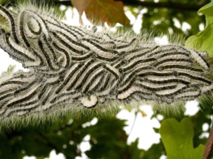 Giftraupen: Pusteln und Quaddeln als Qual