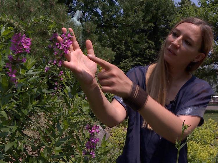 Spurensuche: Wildkräuter mitten in Wien