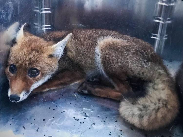 Tierische Notsituation: Hund und Fuchs gerettet