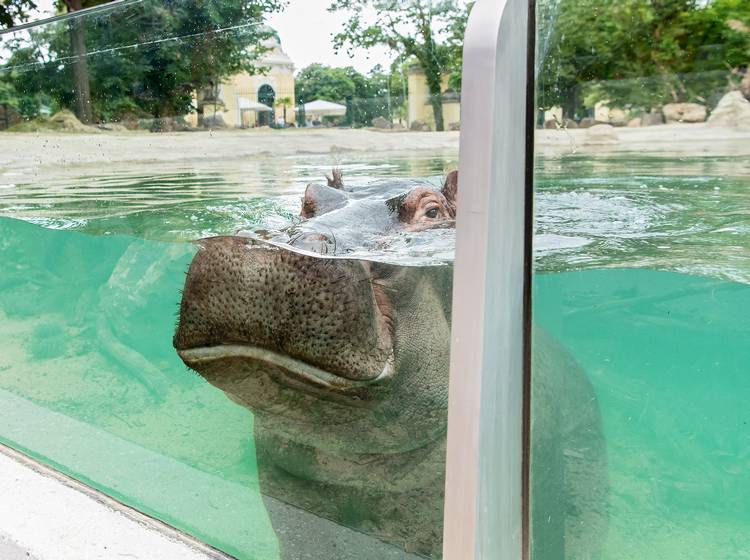 Neuer Badespaß für Flusspferde