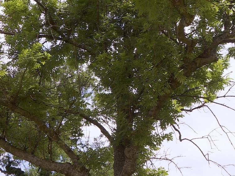 Laxenburg: Im Schlosspark geht der Pilz um