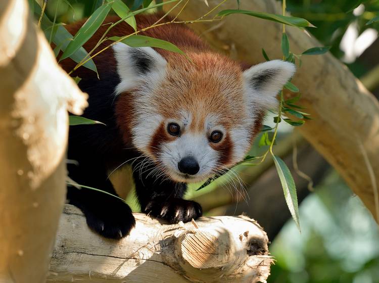 Die Roten Pandas sind zurück!
