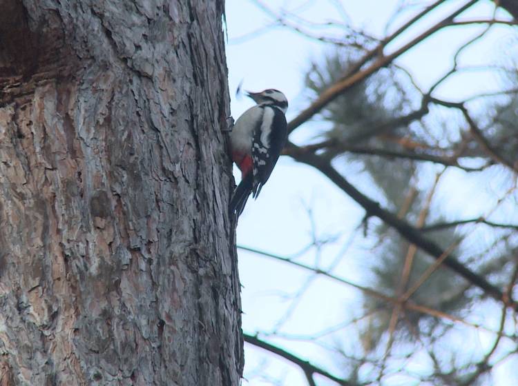 Nistkästen im Gemeindebau
