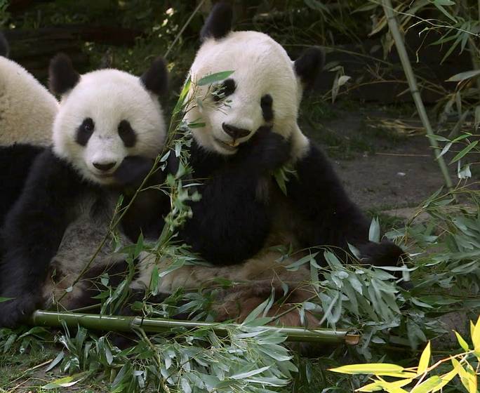 Schönbrunn: So viel kostet ein Pandabär