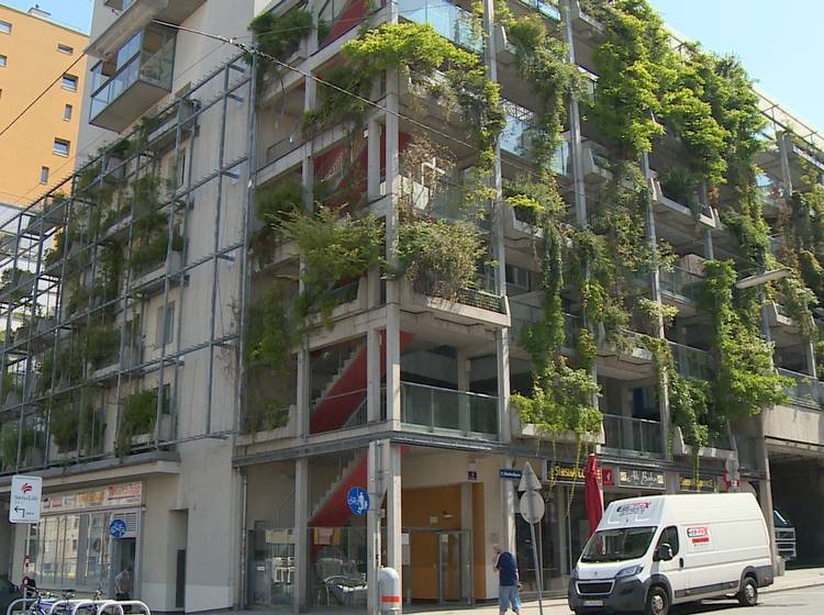 Begrünungssets für Fassaden sollen Wien abkühlen