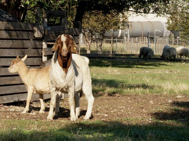"Hinterhofschlachtungen" - eine Falschmeldung?