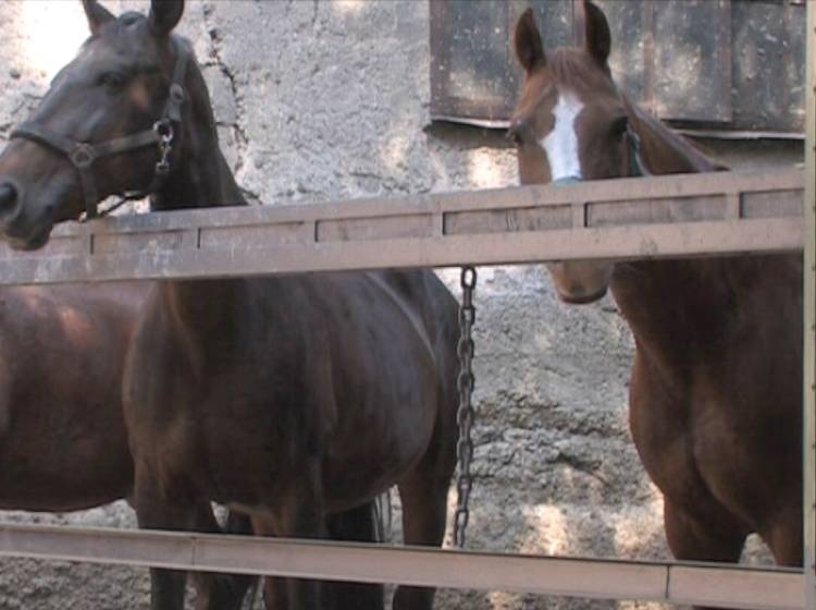 Berittene Polizei: Nur vier Pferde verfügbar