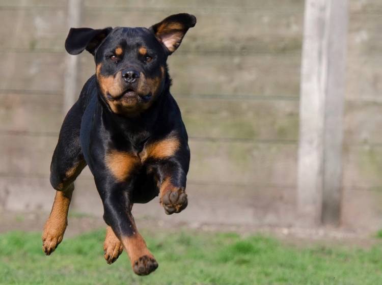 Gesetzesnovelle für Wiener Hundehalter kommt fix