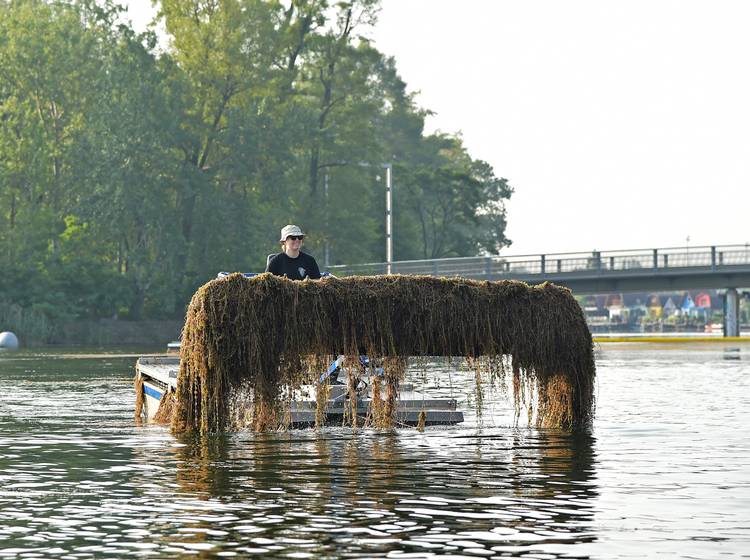 Alte Donau: 2.600 Tonnen Wasserpflanzen rausgefischt