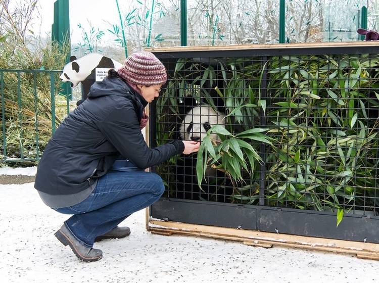 Panda-Zwillinge auf dem Weg nach China