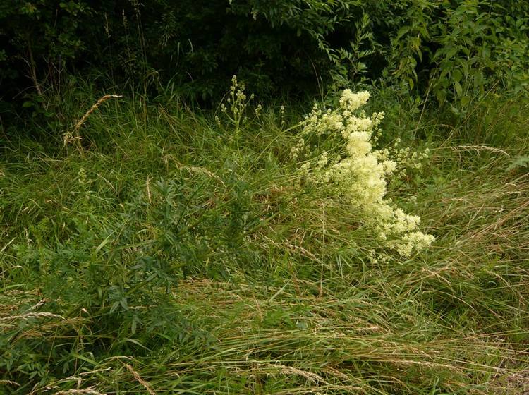 Prozess nach Sex-Attacke am Donauinselfest