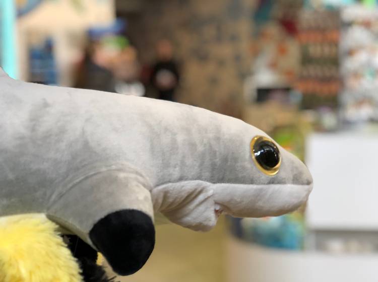 Haus des Meeres: Ein Riffhai-Baby als Attraktion