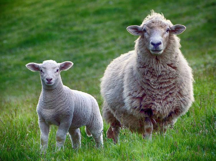 Schafe sollen Wiesen auf Donauinsel mähen