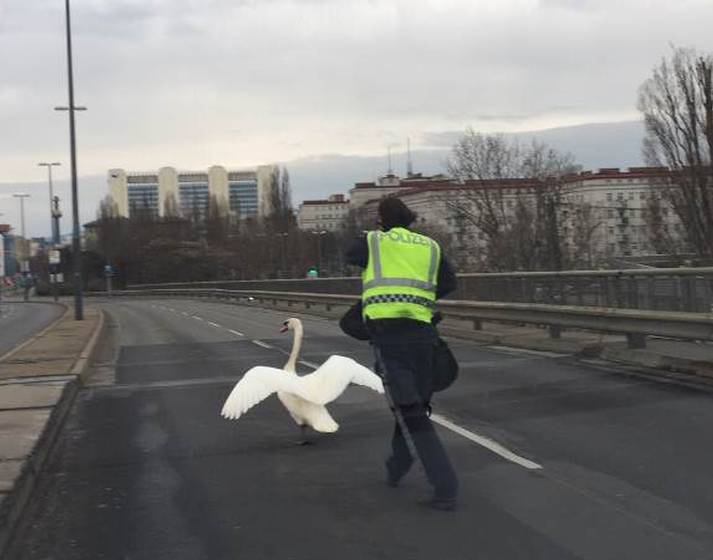 Schwan verirrt sich auf Floridsdorfer Brücke