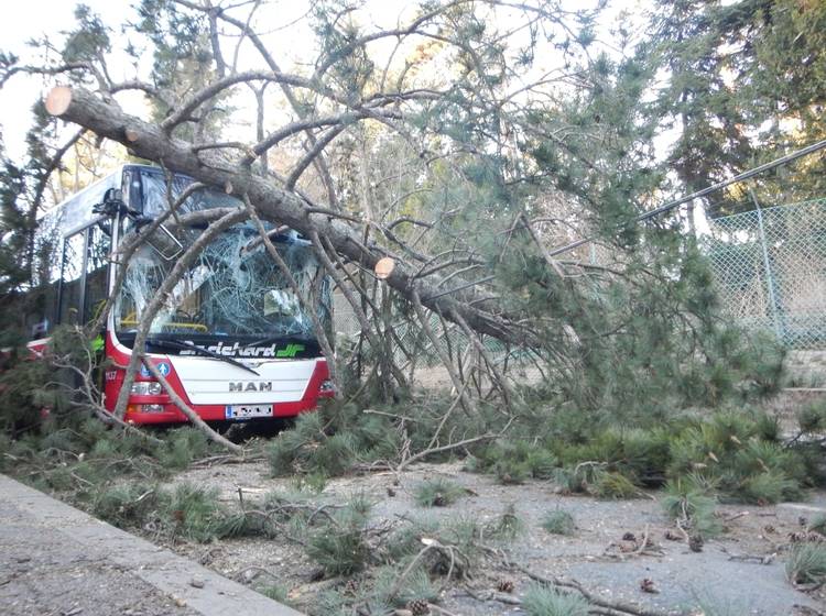 Hietzing: Bus kollidiert mit Baum