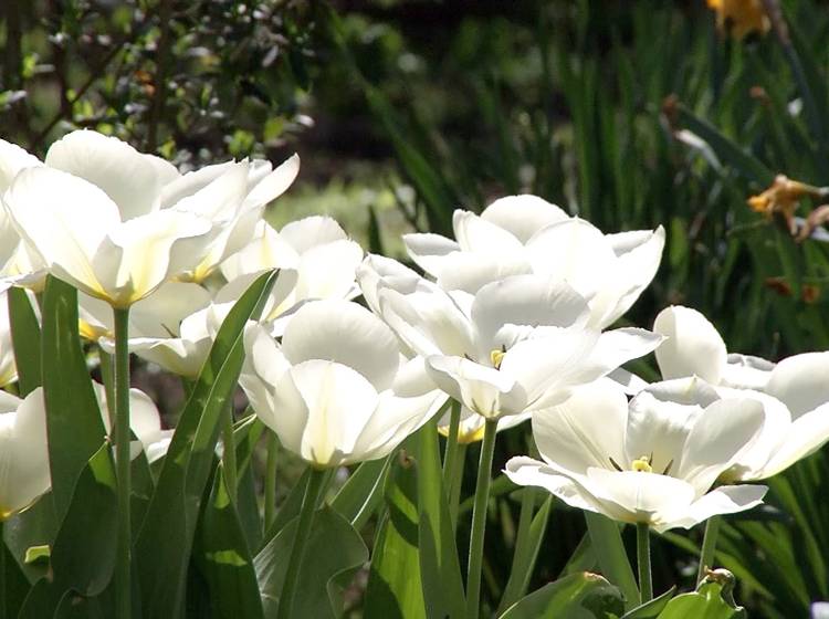 Frühjahrseinsatz für die Stadtgärten
