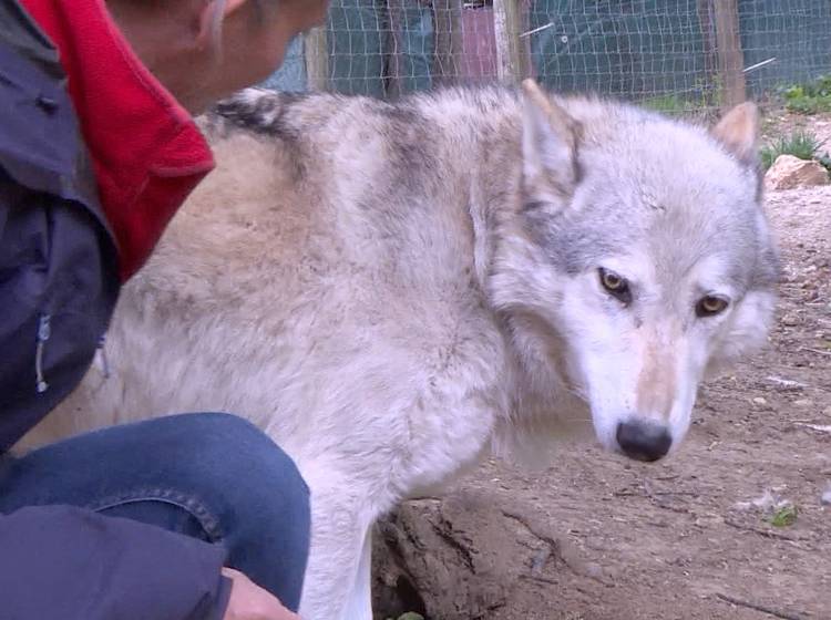 Wolfsforschungszentrum feiert zehnjähriges Bestehen