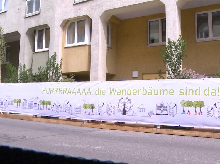 W24-Bezirksflash: Wanderbaumallee