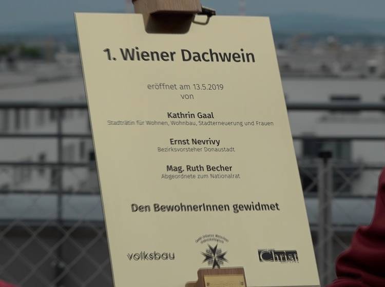 Erster Wiener Dachwein in der Seestadt gepflanzt
