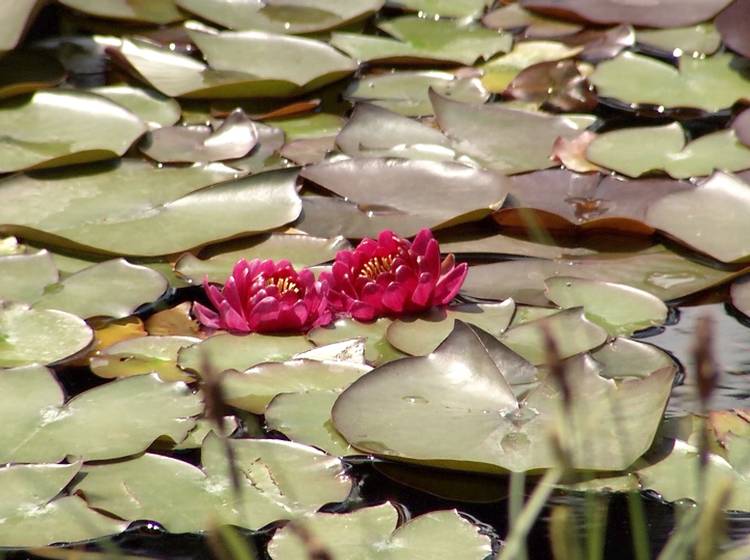 Themengärten in den Blumengärten Hirschstetten