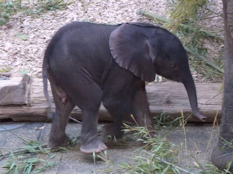 Namenssuche für Elefantennachwuchs