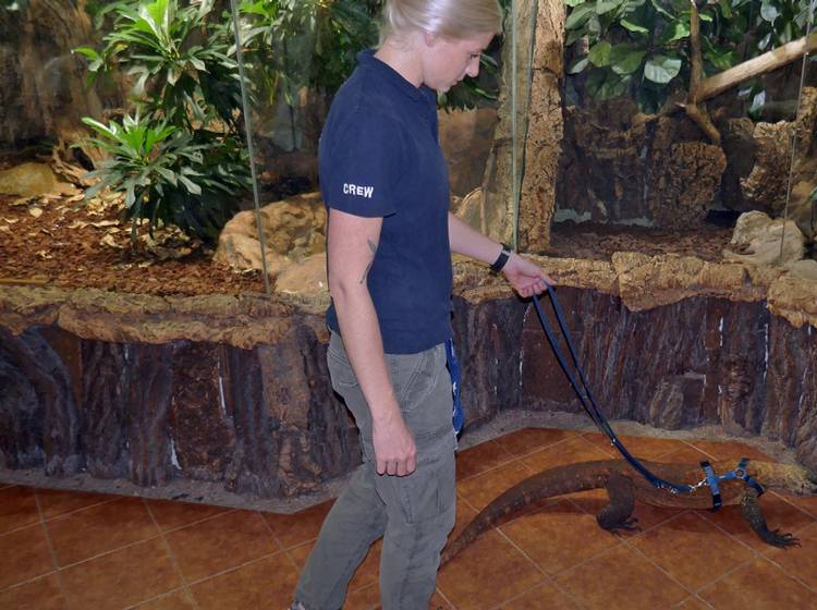 Bezirksflash: Warane an der Leine