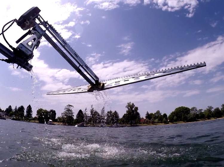 Alte Donau: Bisher 1.700 Tonnen Wasserpflanzen entfernt