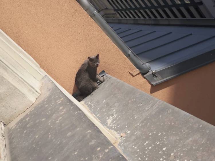 W24-Bezirksflash: Katze von Sims gerettet