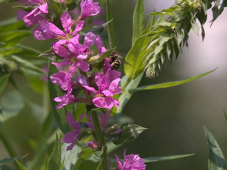 BOKU und Wiener Linien suchen nach Bienen