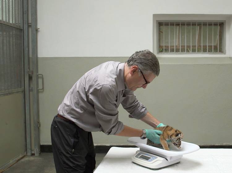 Der Tierarzt im Tiergarten Schönbrunn