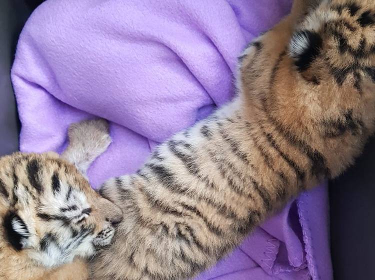 Kein Happy End für gerettete Tigerbabys