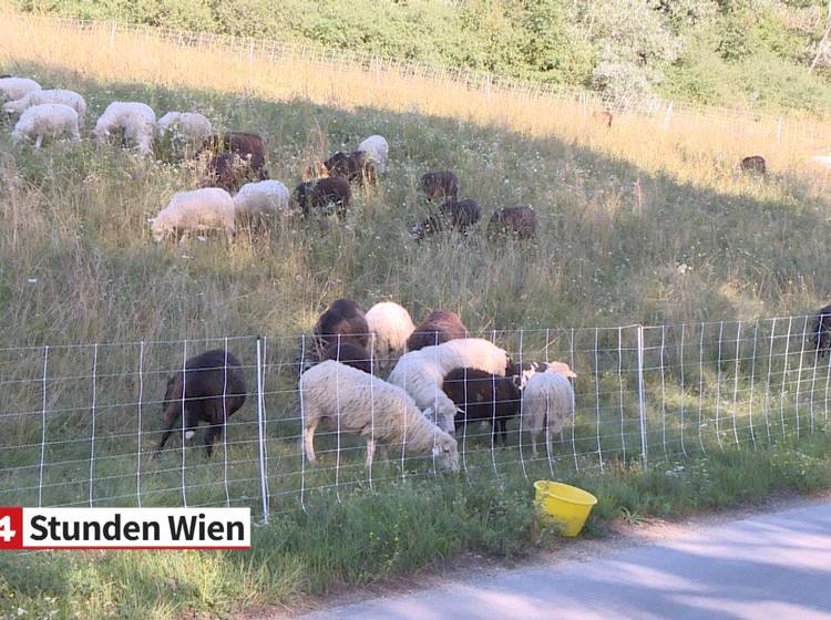 Donauinsel: Mähschafe besuchen FKK-Strand