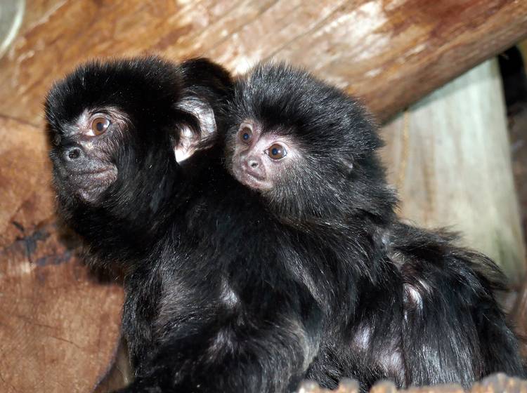 Bezirksflash: Putziger Nachwuchs im HdM