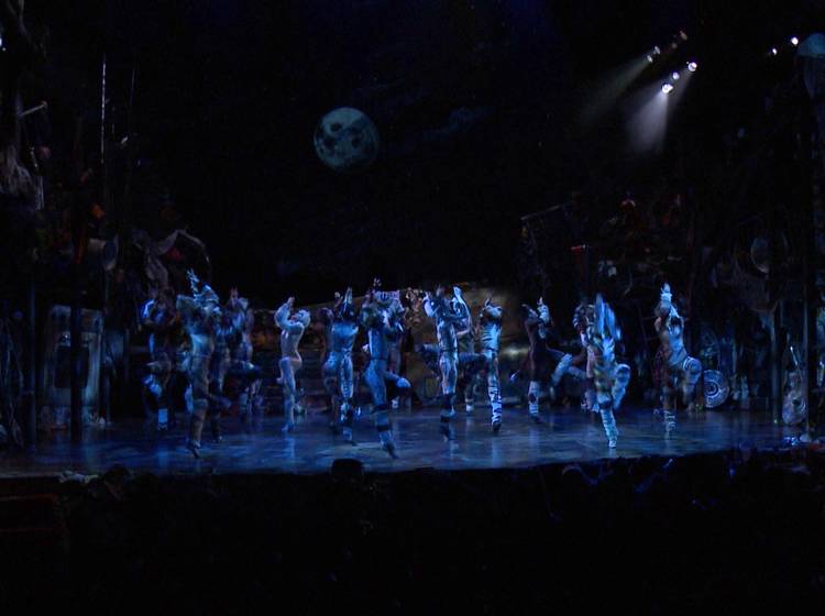 Cats: Seit dem Wochenende zurück in Wien