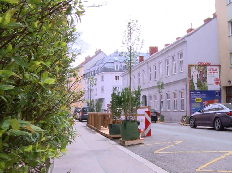 W24-Bezirksflash: Wanderbaum-Vandalismus