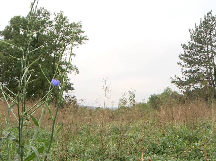 Bezirksflash: „Hörndlwald bleibt grün“
