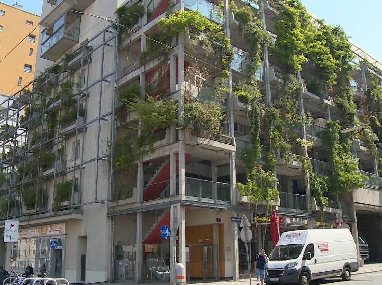 Stadt Wien fördert Gebäude-Begrünungen