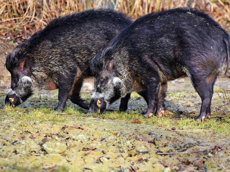 Bereits mehr als 200 Wildschweine erlegt