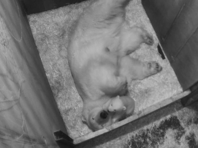 Eisbär-Jungtier mit ersten Gehversuchen