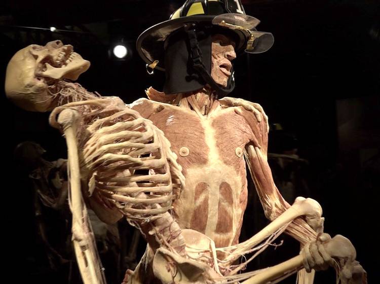 Viel zu lernen bei den Körperwelten