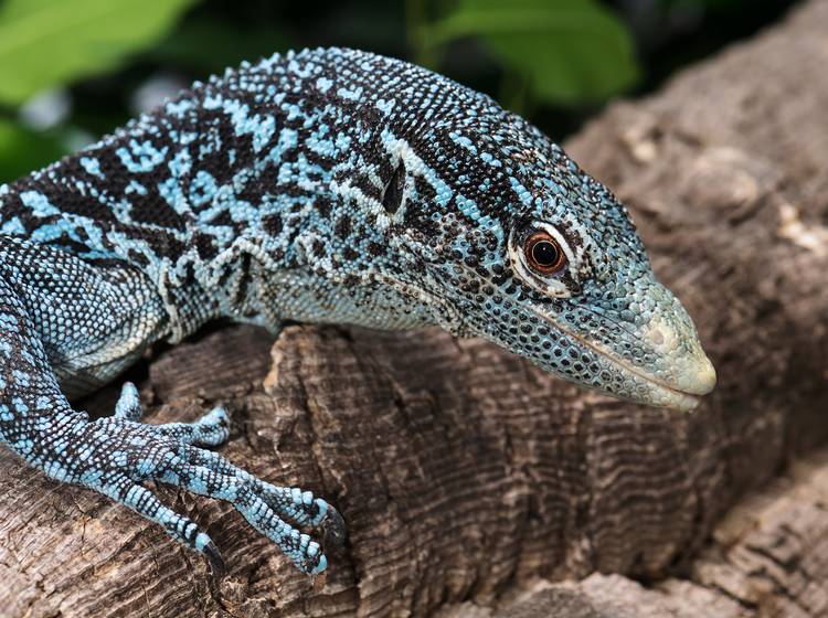 "Blauer Drache" begeistert Schönbrunn