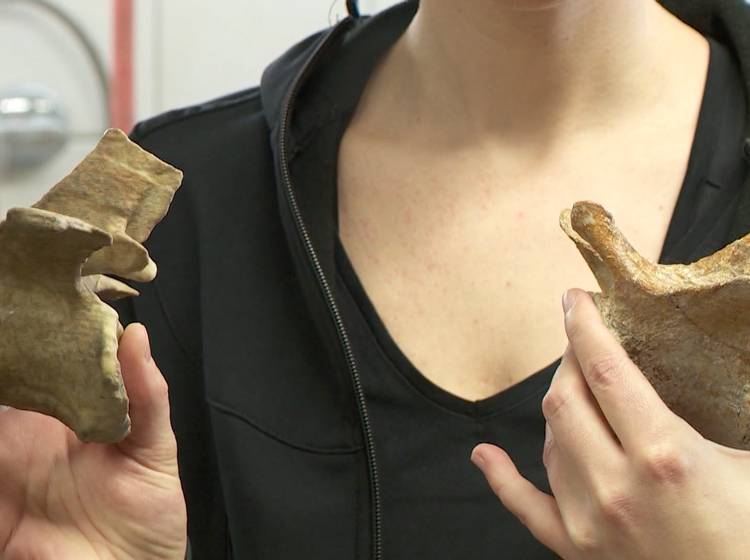 Bezirksflash: Scan für Dino-Skelett