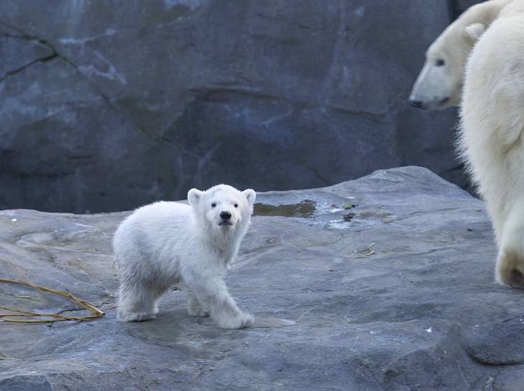 Eisbären-Baby ist ein Weibchen