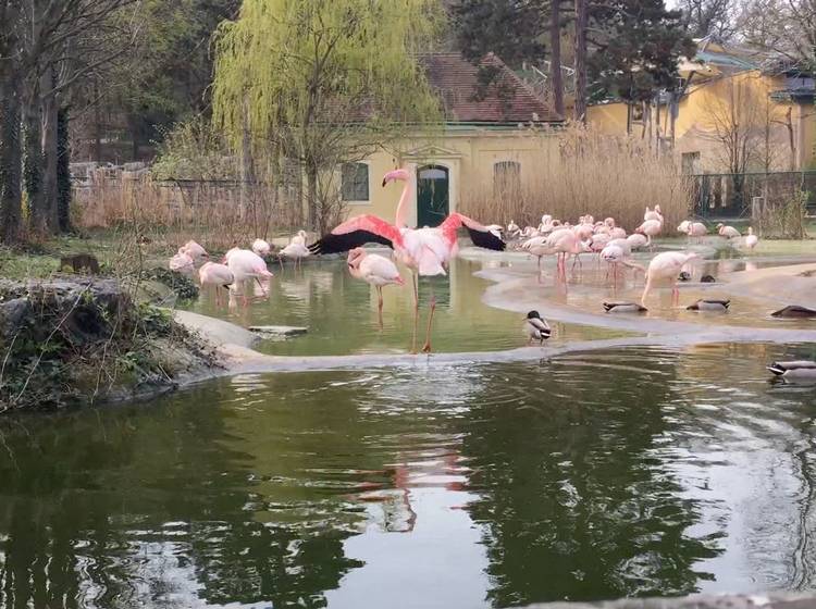 Schönbrunn: Frühlingserwachen ohne Leute