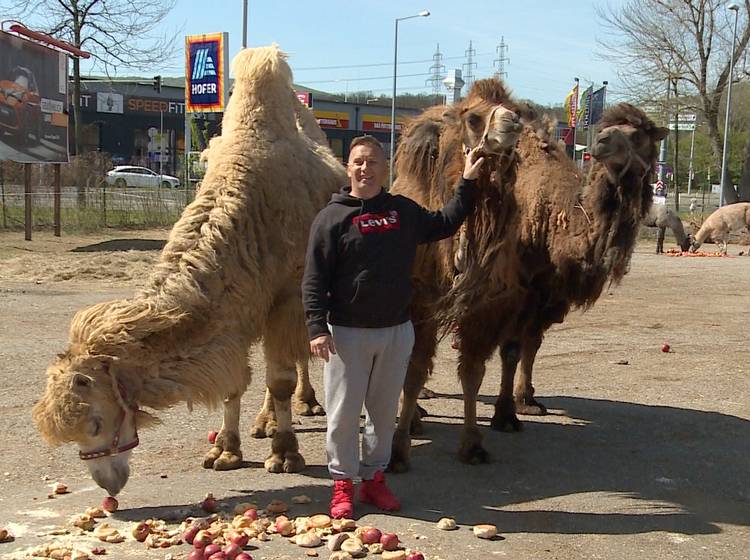 Circus Safari: „Wir wissen nur, dass wir ganz am Schluss drankommen!“