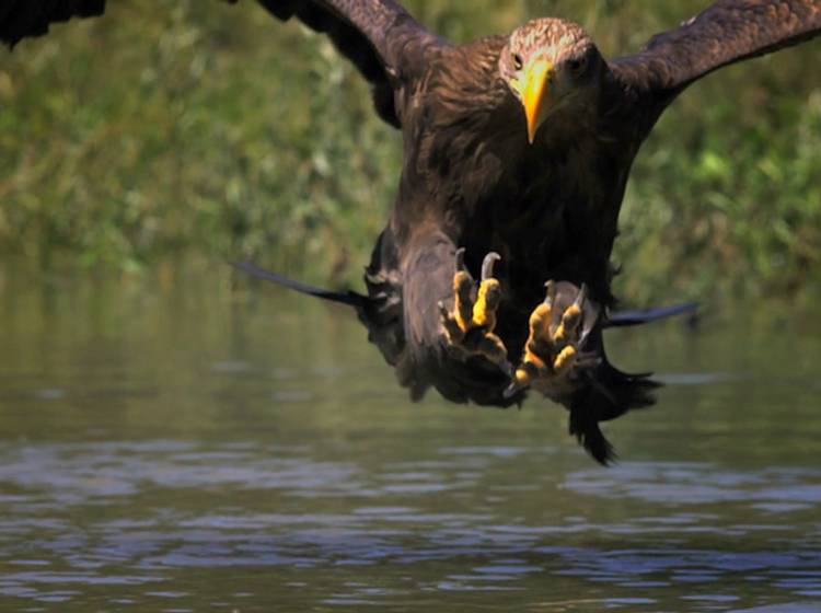 Corona-Chance für Seeadler