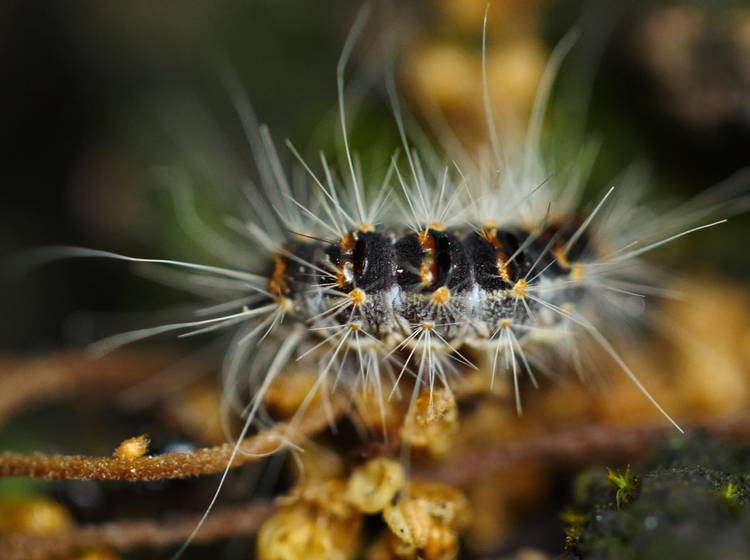 Juckreiz: Eichenprozessionsspinner wieder da