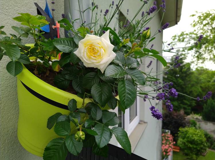 Mehr Geld für den Balkon, weniger für den Urlaub