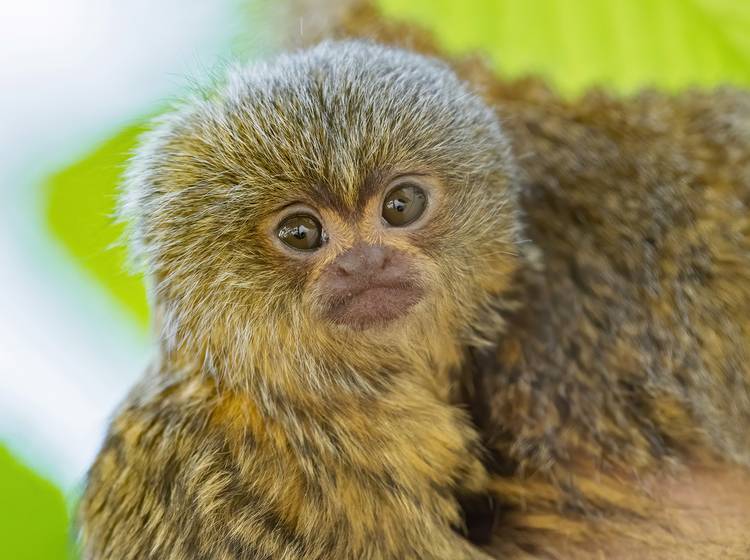 Schönbrunn: Entzückender Nachwuchs bei den kleinsten Affen der Welt